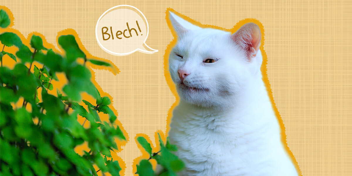 Cologne that attracts cats clearance