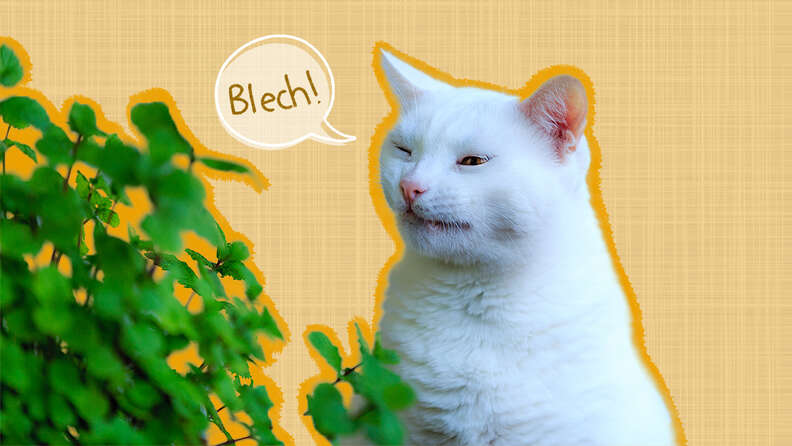 cat smelling plant saying blech