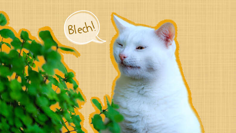 Citrus smell and cats best sale