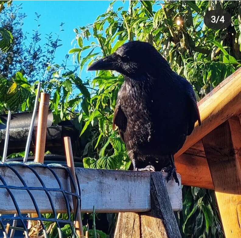 Wild Crow Shows Incredible Gesture To Mom With Sick Son The Dodo