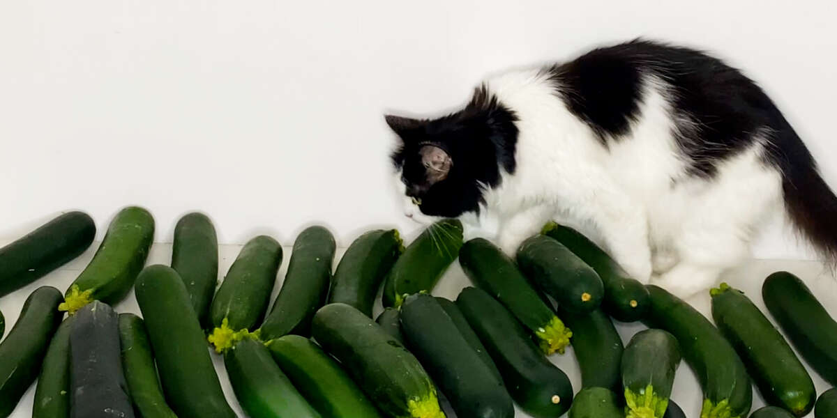 Cat Meets Cucumber And Instantly Falls In Love Videos The Dodo