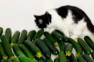 Cat Meets Cucumber And Instantly Falls In Love