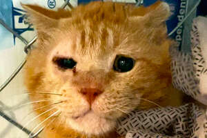 Feral Cat Holds His Foster Mom's Hand