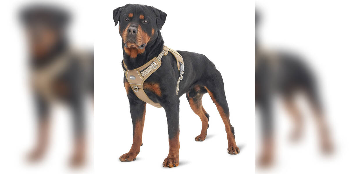 Kevlar dog outlet harness