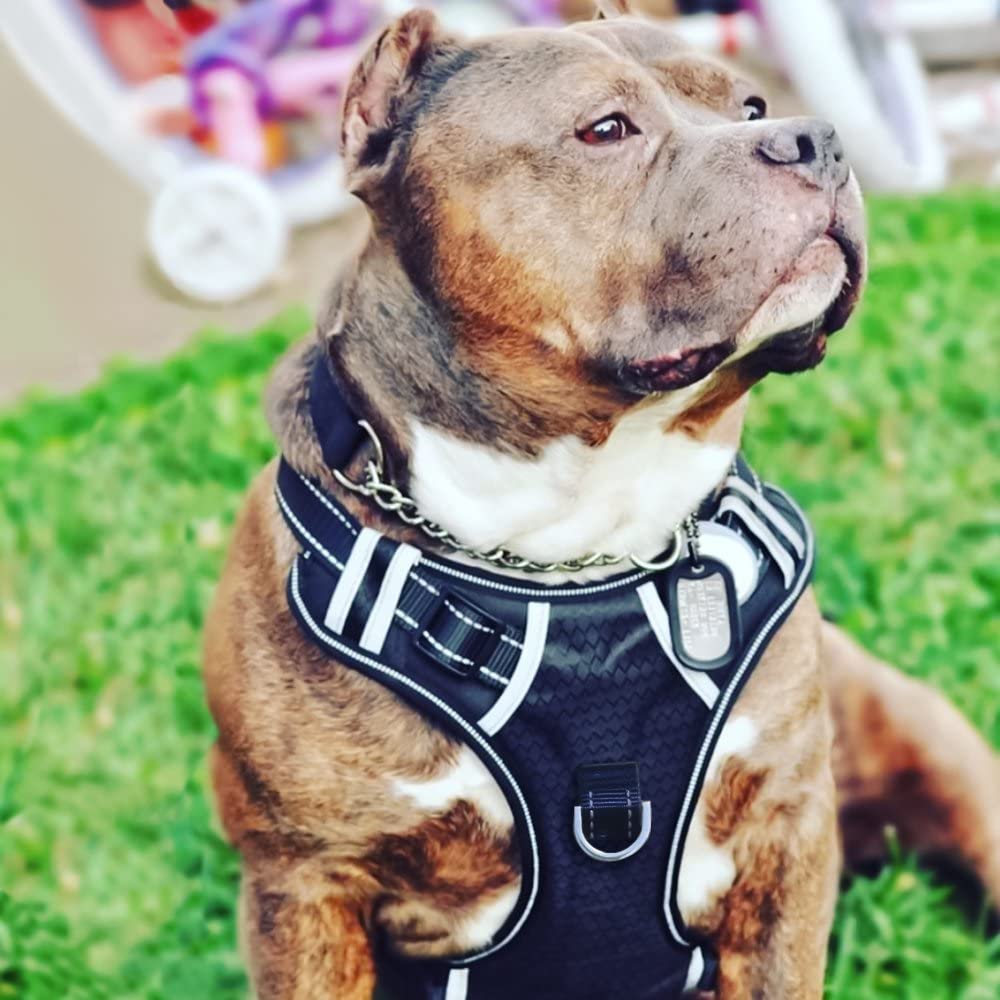 Best big 2024 dog harness