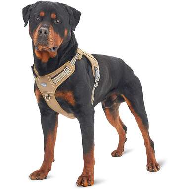 Best harness for on sale giant breed dogs