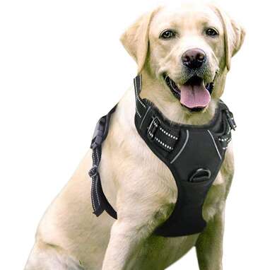 6 Best Large Harnesses For Big Dogs DodoWell The Dodo