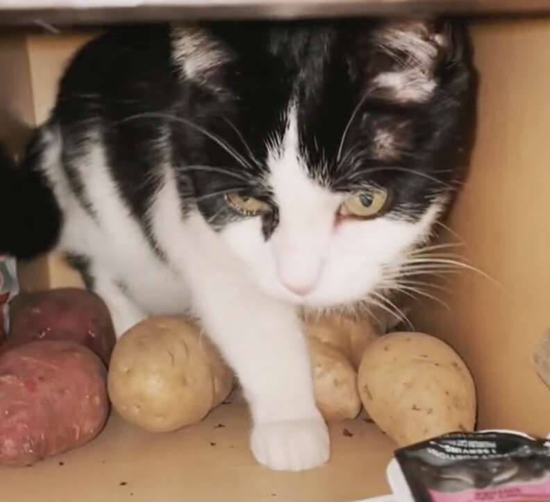 Cat guards potatoes