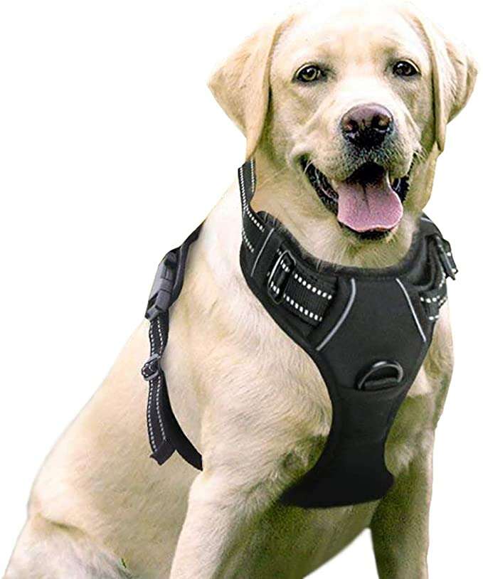 freedom dog harness amazon