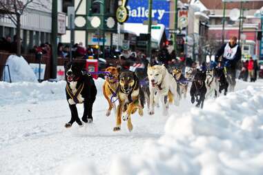 sled dogs running down a snowy city street