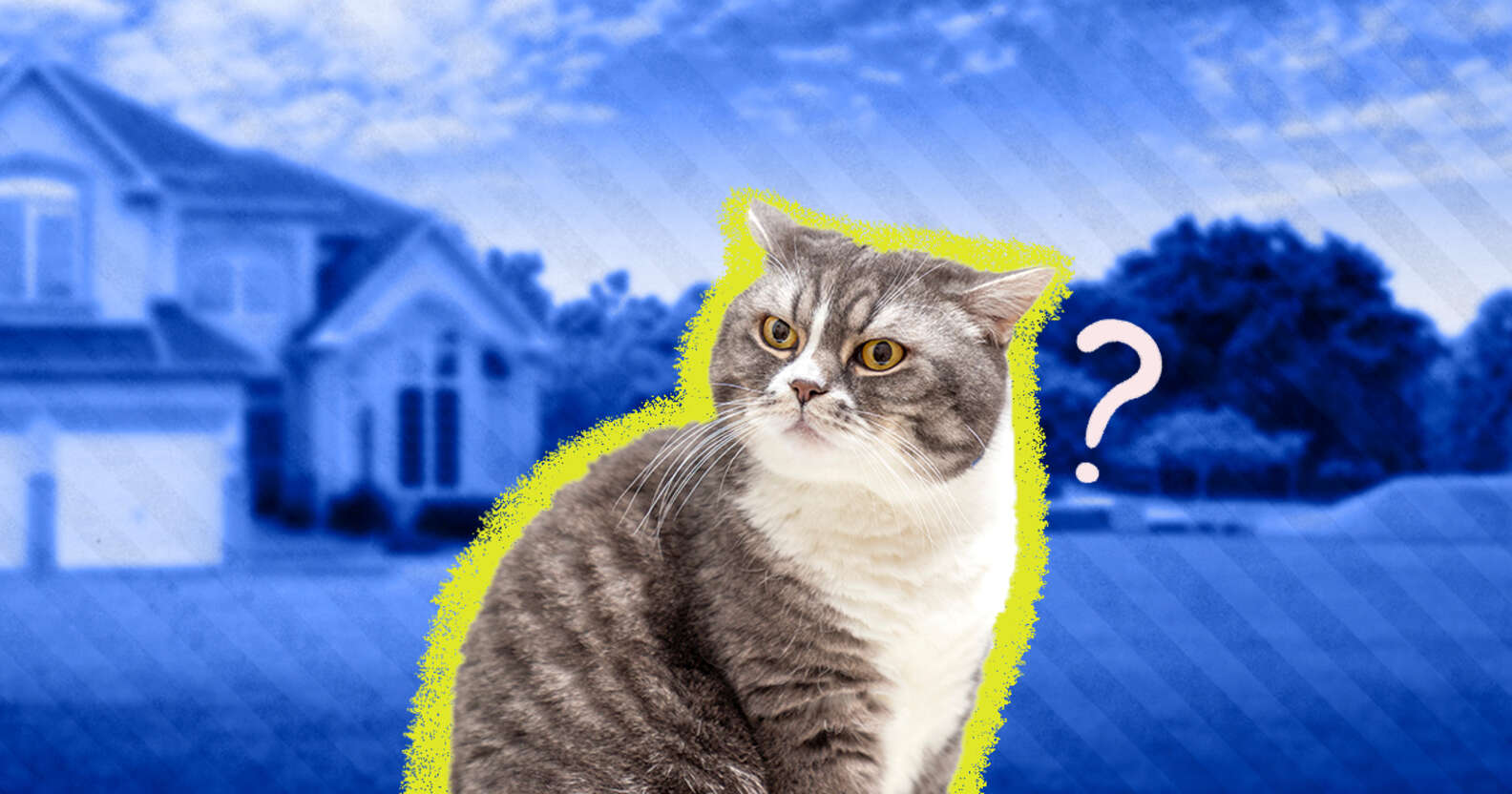 can-cats-find-their-way-home-4-common-reasons-why-cats-get-lost