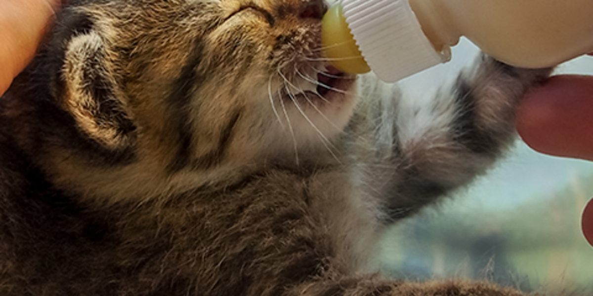 Faith Restored The Dodo