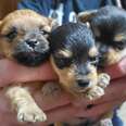 puppies