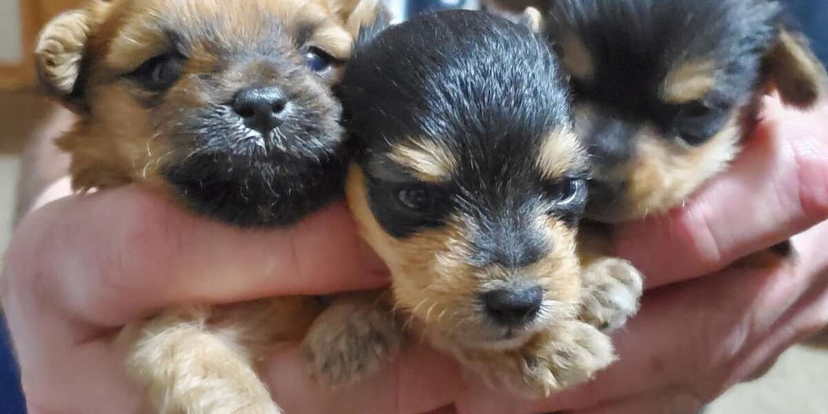 Rescue Puppies From Same Litter Grow Up To Look So Different The Dodo