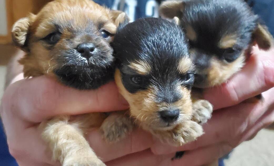 how many puppies are in a morkie litter