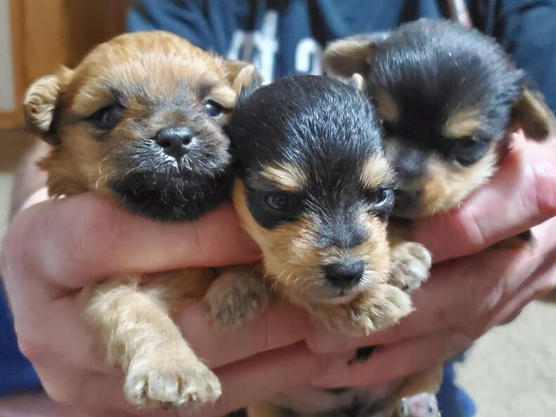 Rescue puppies hot sale