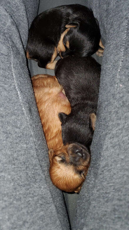 Rescue Puppies From Same Litter Grow Up To Look So Different The Dodo