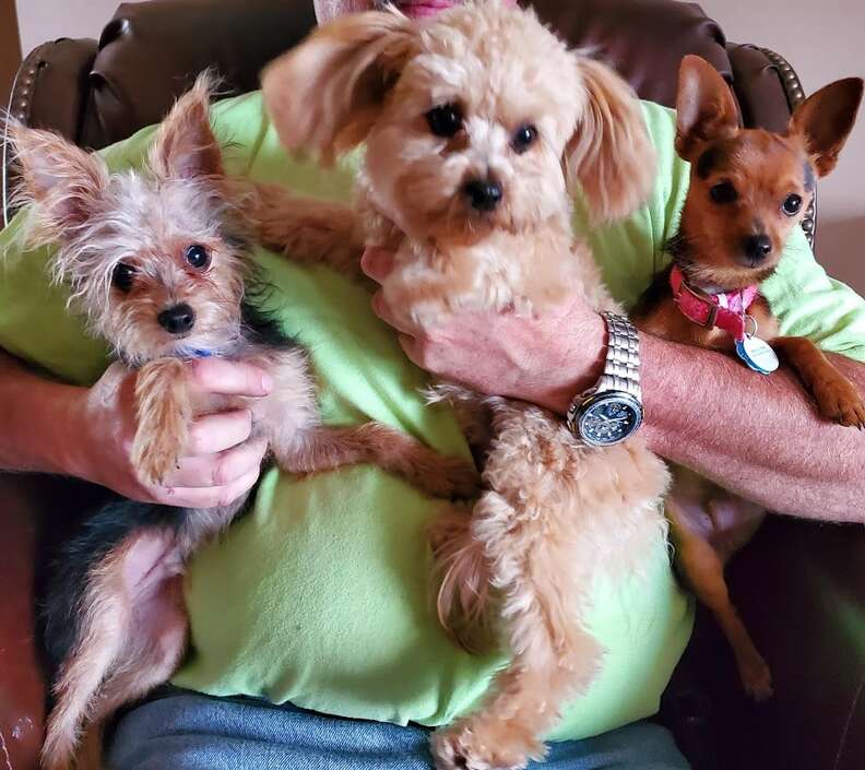 dog siblings
