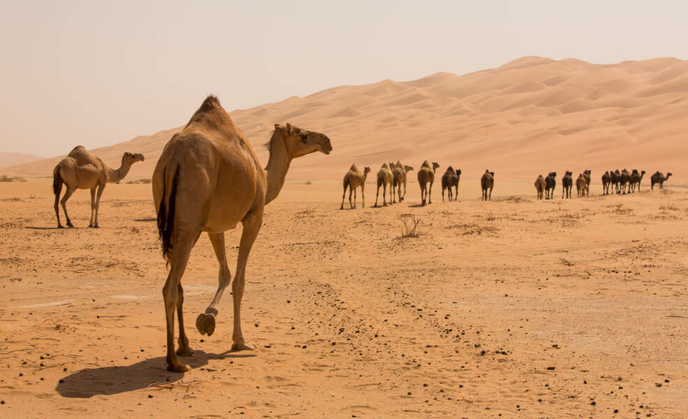 Dozens of Camels Were Disqualified from Beauty Contest in Dubai - Thrillist