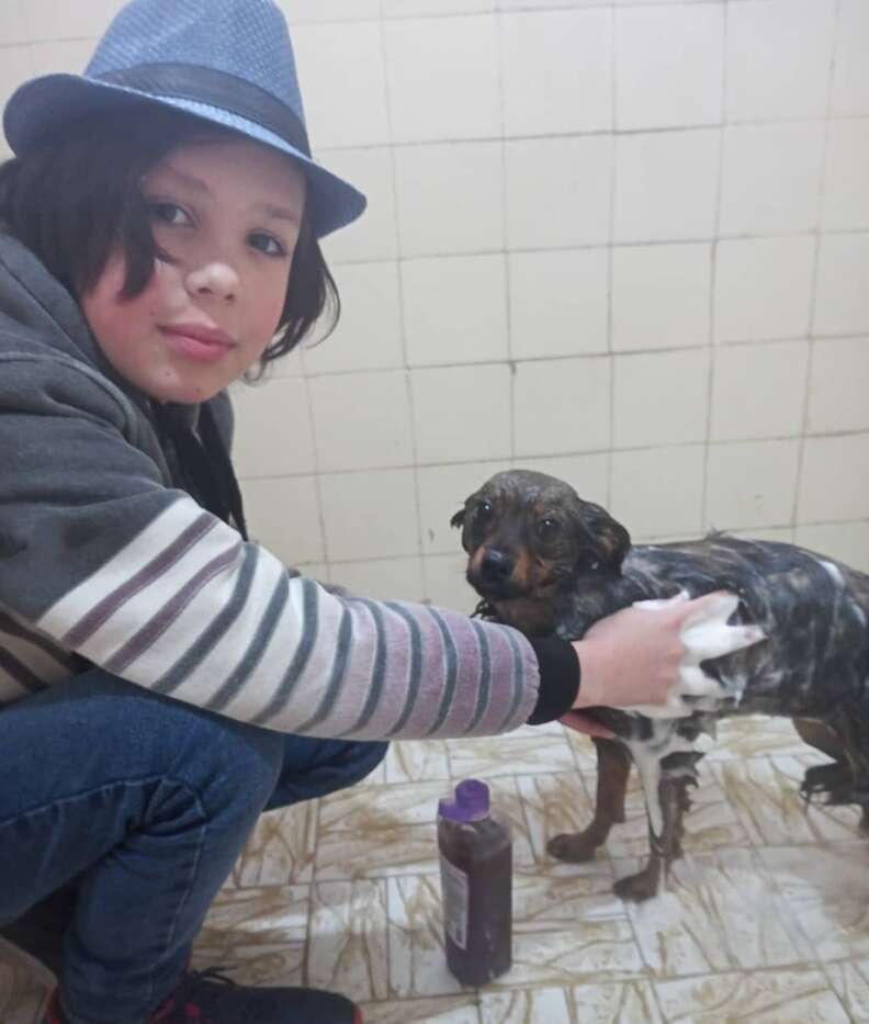 Little boy gives street dogs baths
