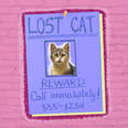 how to find a lost cat