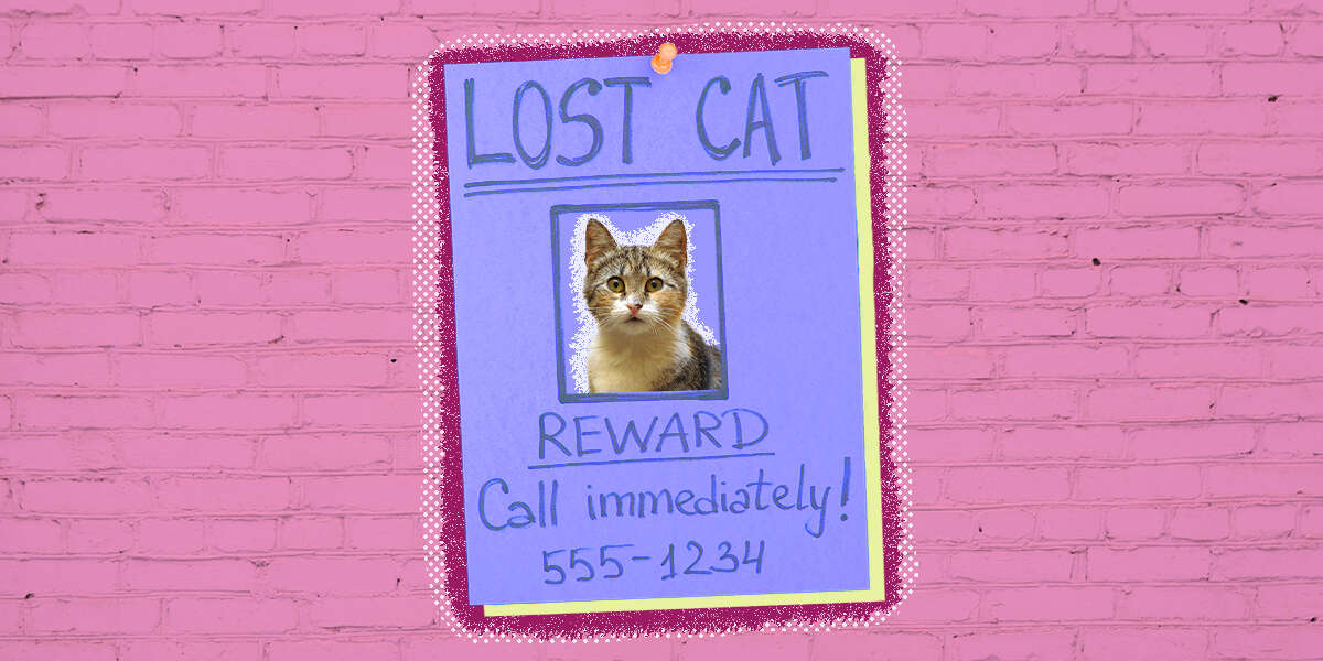 How To Find A Lost Cat DodoWell The Dodo