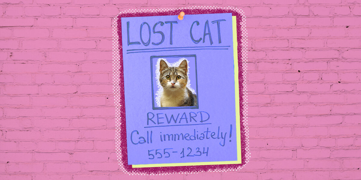 how-to-find-a-lost-cat-dodowell-the-dodo