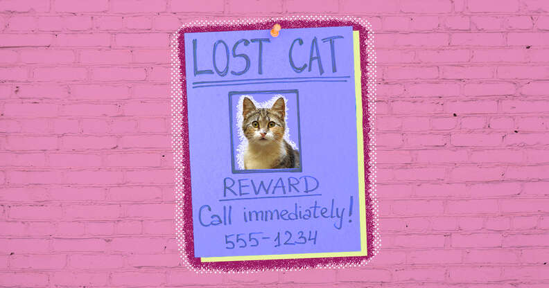 how to find a lost cat