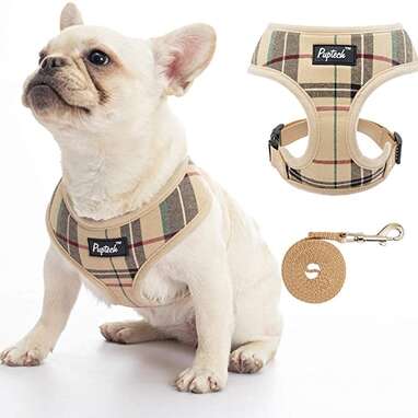 Dog, Adorable Dog Harness And Leash