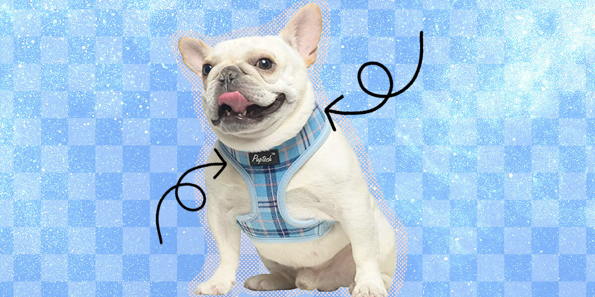 15 Cute Dog Harnesses That Are Actually Stylish DodoWell The Dodo