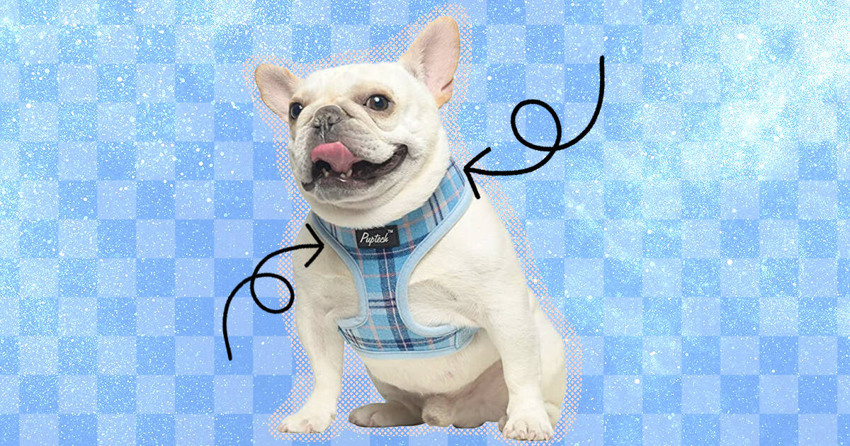 Cute dog harnesses for small dogs sale