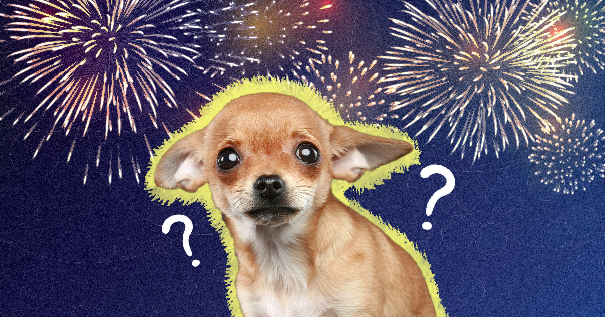 why are dogs scared of fireworks