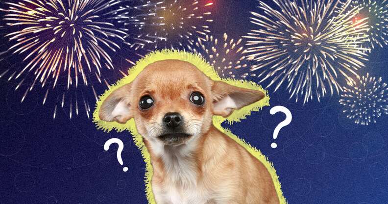 bring new puppy to fireworks