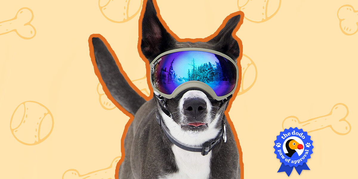 Dodoggles Rex Specs Doggles: Do They Work? - Paw of Approval - The Dodo