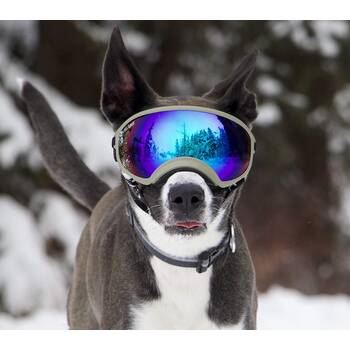 Doggles for small sales dogs