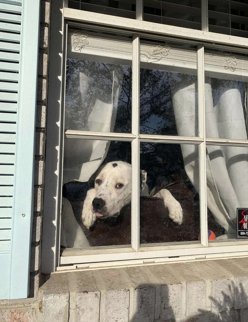Dog waits at the window for his mom