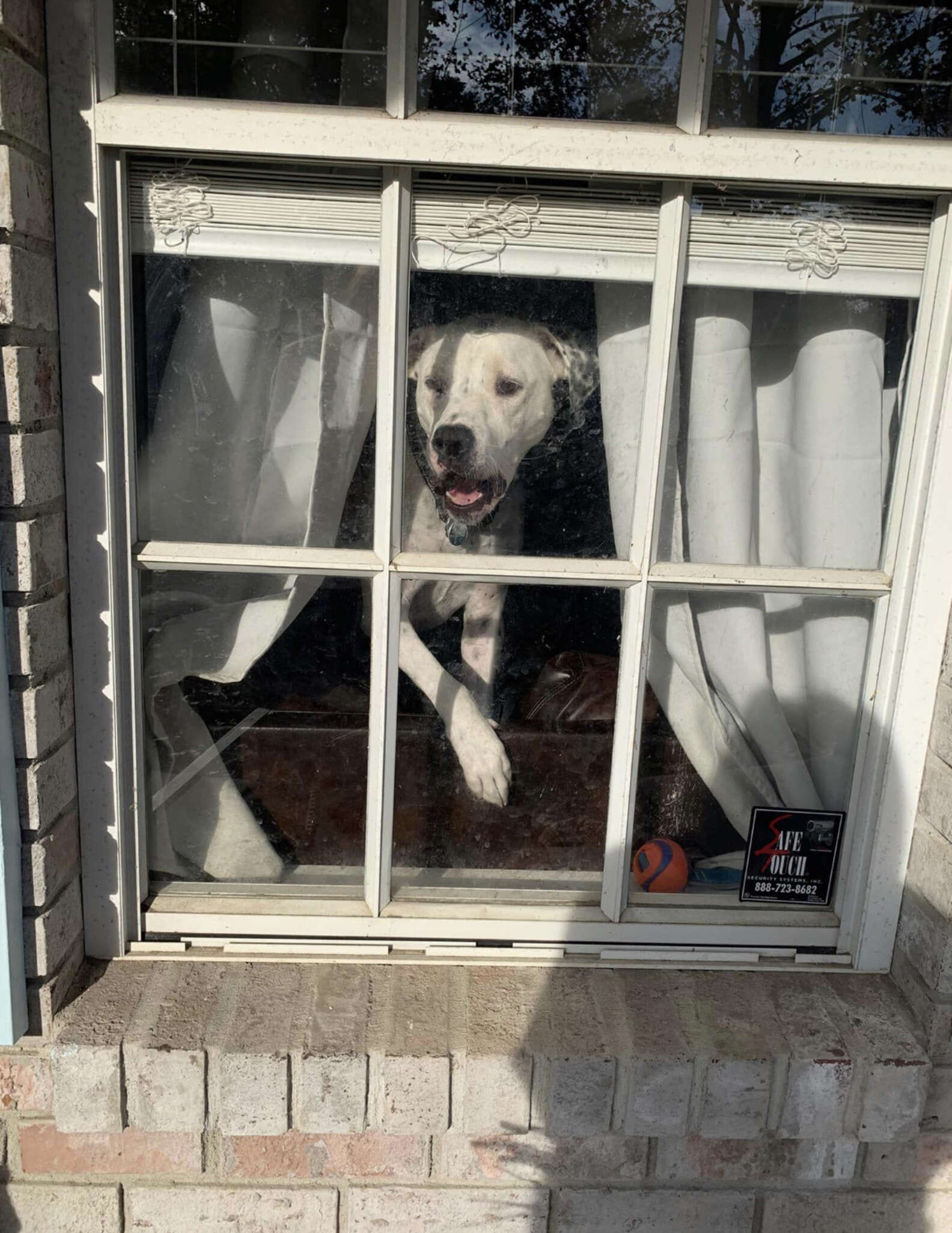 UPS Driver Stops Woman To Tell Her A Sweet Thing About Her Dog - The Dodo