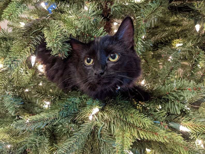 Stray cat found after spending Christmas caught in a tree