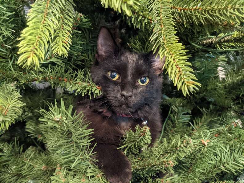 Black cat shop in christmas tree