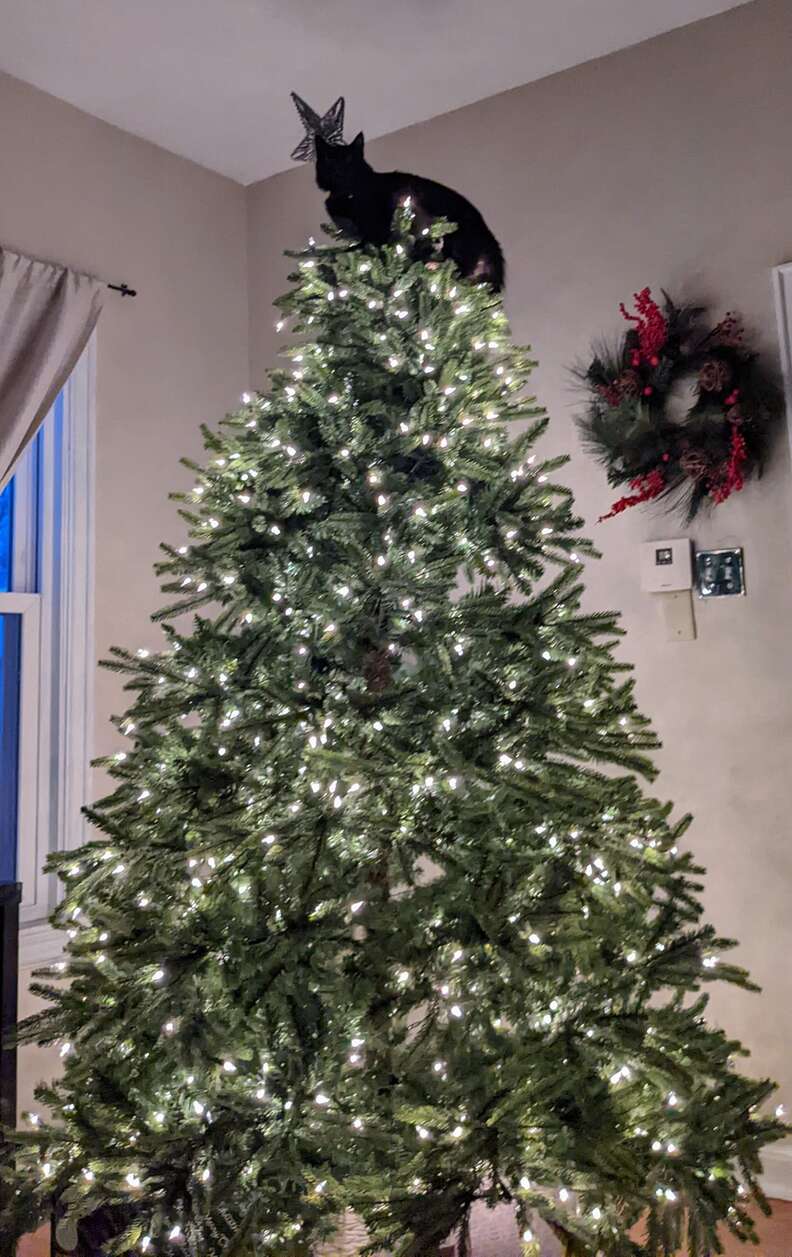 Cat on top shop of christmas tree