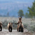 Officials Reportedly Ask to Remove Federal Protections on Grizzly Bears 