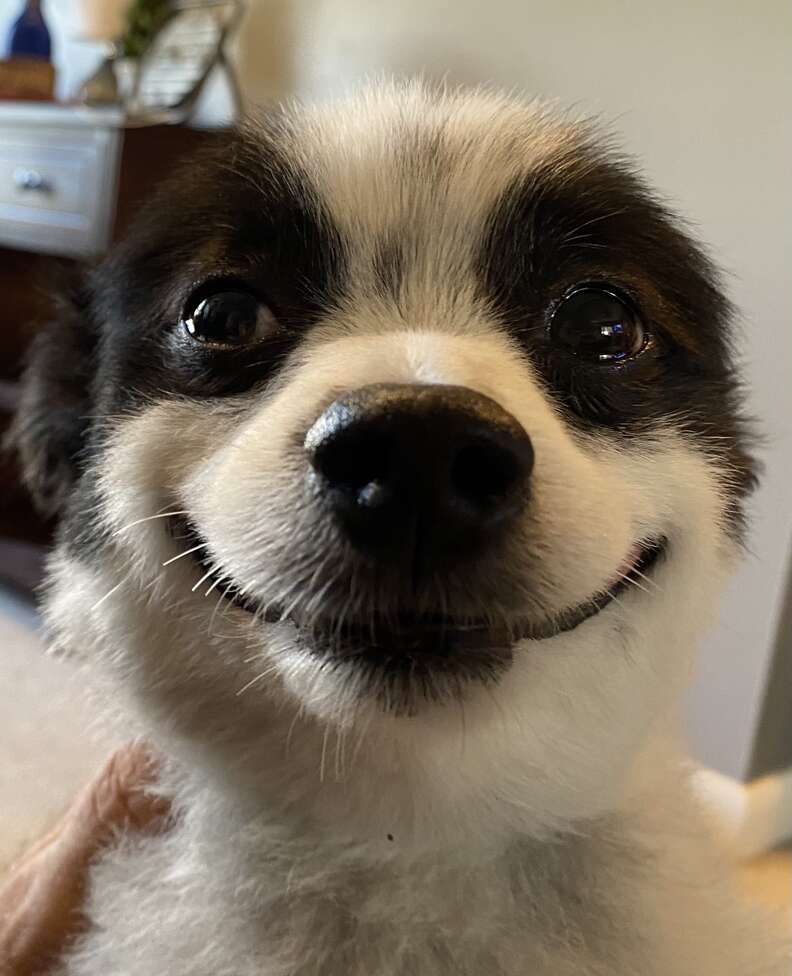 Dog Who Won T Stop Smiling Is The Happiest Thing You Ll See All Day The Dodo