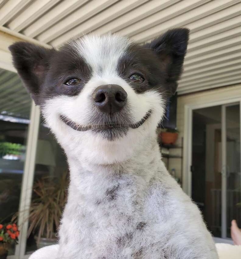 A store dog smiling