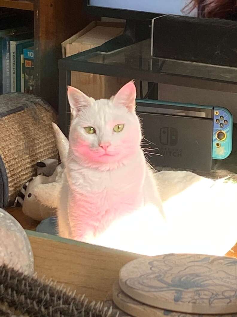 cat turns himself pink