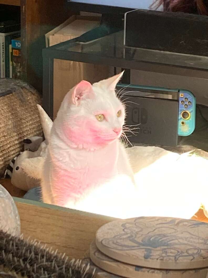 cat turns himself pink