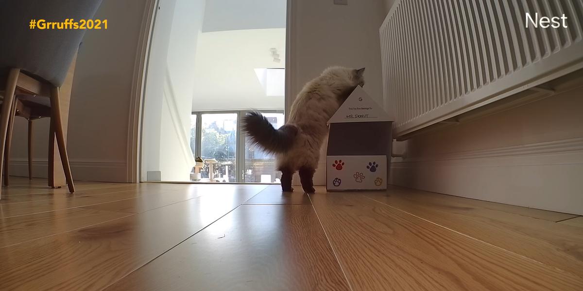 You'll Want to See This Multi-Talented Kitty's Feats of Balance ...