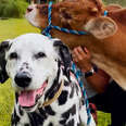 Rescue Cow Didn't Have Any Friends Until He Met a Dalmatian
