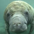 Federal Officials Approve Plan to Feed Manatees