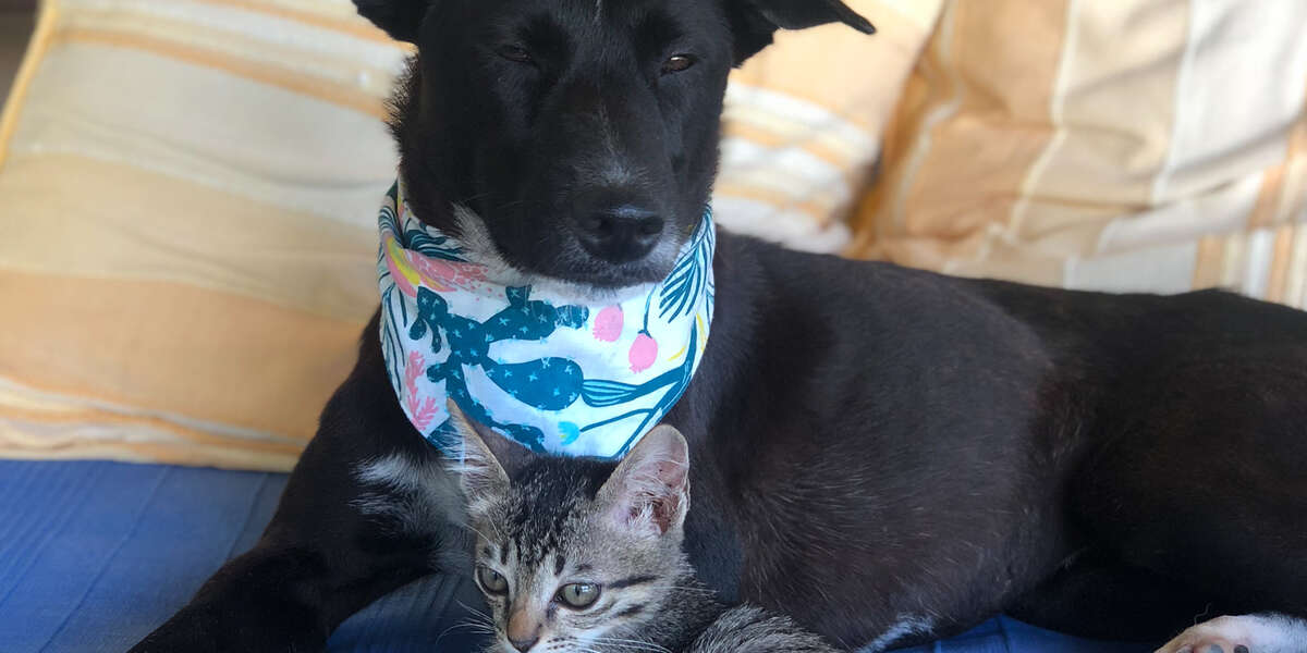 Tiny Kitten Stops Crying When She Meets A Stray Dog — And Tries To