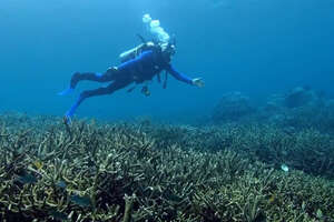 Listen to the Sounds of This Restored Coral Reef